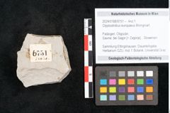 Foto (Objekt + Etikett) von Glyptostrobus europaeus Brongniart (NHMW-GEO-2024-0188-6751)